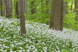 Ursinum: Wood Garlic