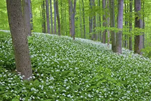 Ursinum: Wood Garlic