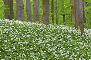 Ursinum: Wood Garlic
