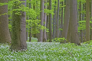 Ursinum: Wood Garlic