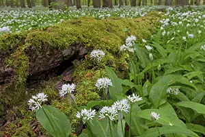 Ursinum: Wood Garlic
