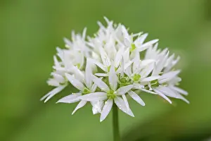 Ursinum: Wood Garlic