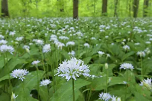 Ursinum: Wood Garlic