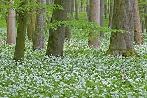 Ursinum: Wood Garlic