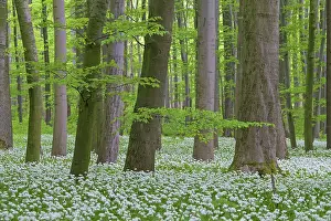 Ursinum: Wood Garlic