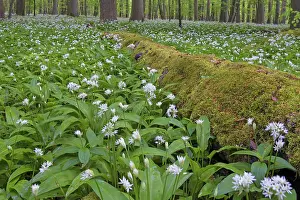 Ursinum: Wood Garlic