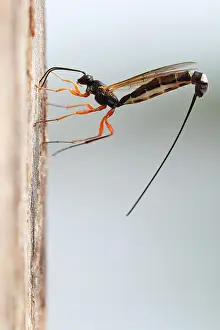 Mecklenburg: Wood hatchling wasp (Rhyssa persuasoria) in fron