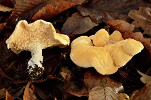 Doise: Wood hedgehog, Hedgehog mushroom, Chaumontel, For t