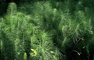 Sylvaticum: Wood Horsetail