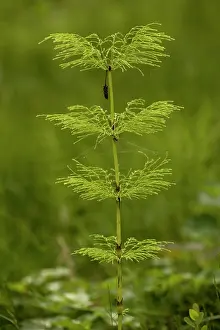 Sylvaticum: Wood horsetail