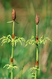 Sylvaticum: Wood HORSETAIL
