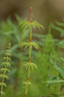 Frond: Wood horsetail, Equisetum sylvaticum, fertile frond;