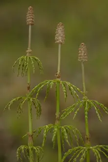 Fertile: Wood Horsetail, Equisetum sylvaticum, with cones