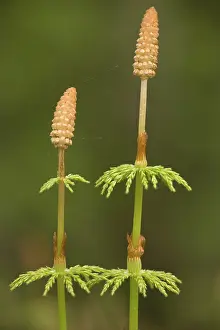 Fertile: Wood horsetail - fertile fronds
