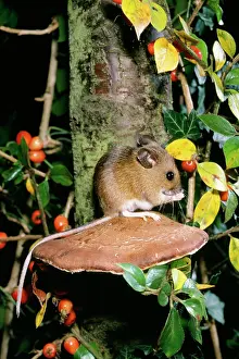 Sylvaticus: Wood / Long-tailed field MOUSE