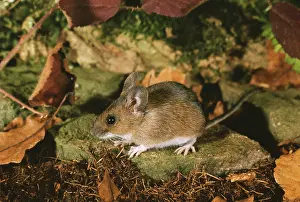 Brambles: Wood / Long tailed field MOUSE