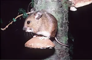 Mice: Wood / Long-tailed field MOUSE