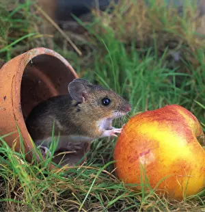 Apples: Wood / Long-tailed field MOUSE - With Apple