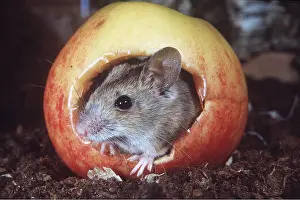 Apples: Wood / Long-tailed field MOUSE - in apple
