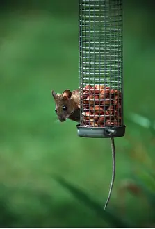 David C Dixon: Wood / Long-tailed field MOUSE - on bird feeder