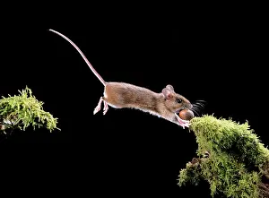 Sylvaticus: Wood / Long-tailed field MOUSE - jumping with hazel nut