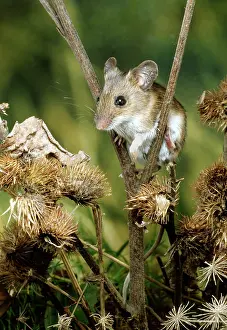 Sylvaticus: Wood / Long-tailed field MOUSE - sits in fork of plant