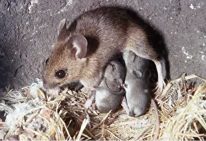 Burrows: Wood / Long-tailed field MOUSE - suckling young underground