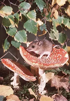 Toadstool: Wood / Long-tailed field MOUSE - On toadstool