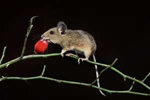 Sylvaticus: Wood Mouse