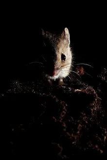 Sylvaticus: Wood Mouse