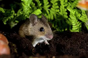 Sylvaticus: Wood Mouse