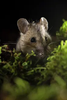 Sylvaticus: Wood Mouse