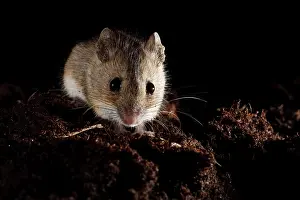 Sylvaticus: Wood Mouse