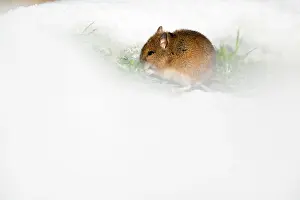 Sylvaticus: Wood Mouse