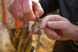 Trap: Wood Mouse