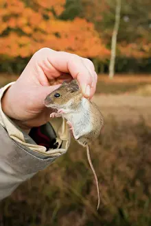 Trap: Wood Mouse