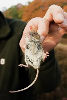 Trap: Wood Mouse