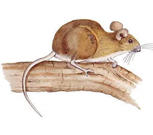 Sylvaticus: Wood Mouse