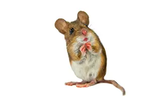 Surprised: Wood Mouse