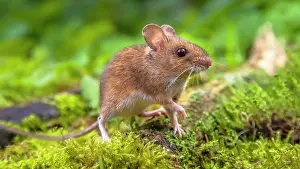 Sylvaticus: Wood Mouse