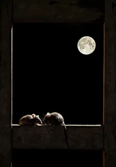 Frames: Wood mouse - Two adult in the frame of a window
