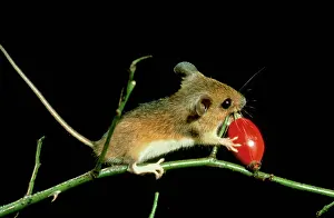 Sylvaticus: Wood MOUSE - Balancing on rose stem, eating rosehip