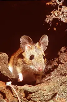 Mice: WOOD MOUSE - close-up