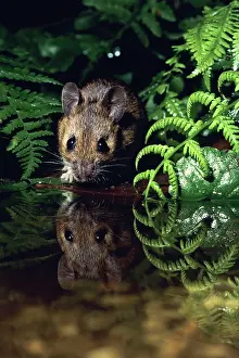 Sylvaticus: Wood Mouse - at edge of garden pond