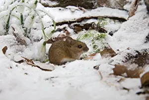 Sylvaticus: Wood mouse - emerging into frosty environment - side view