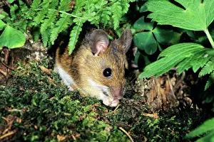 Sylvaticus: Wood Mouse - feeding on woodland floor