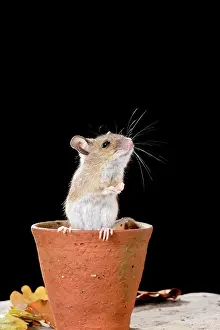 Pots: Wood mouse - in flower pot