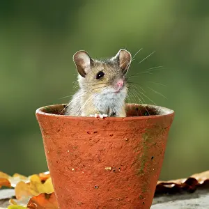 Pots: Wood mouse - in flower pot