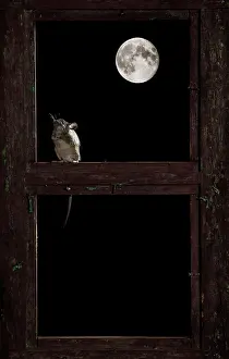 Frames: Wood mouse - in the frame of a window and the moon