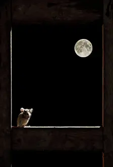 Frames: Wood Mouse - in the frame of a window and the moon